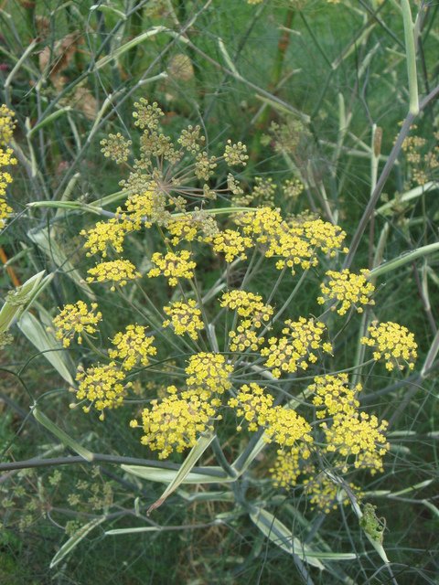 Foeniculum vulgare 'Smokey' fleur